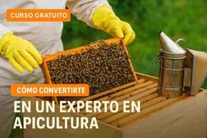 🐝 Curso Gratuito de Apicultura: Aprende Cómo Convertirte en un Experto Apicultor 13 🐝 Curso Gratuito de Apicultura: Aprende Cómo Convertirte en un Experto Apicultor